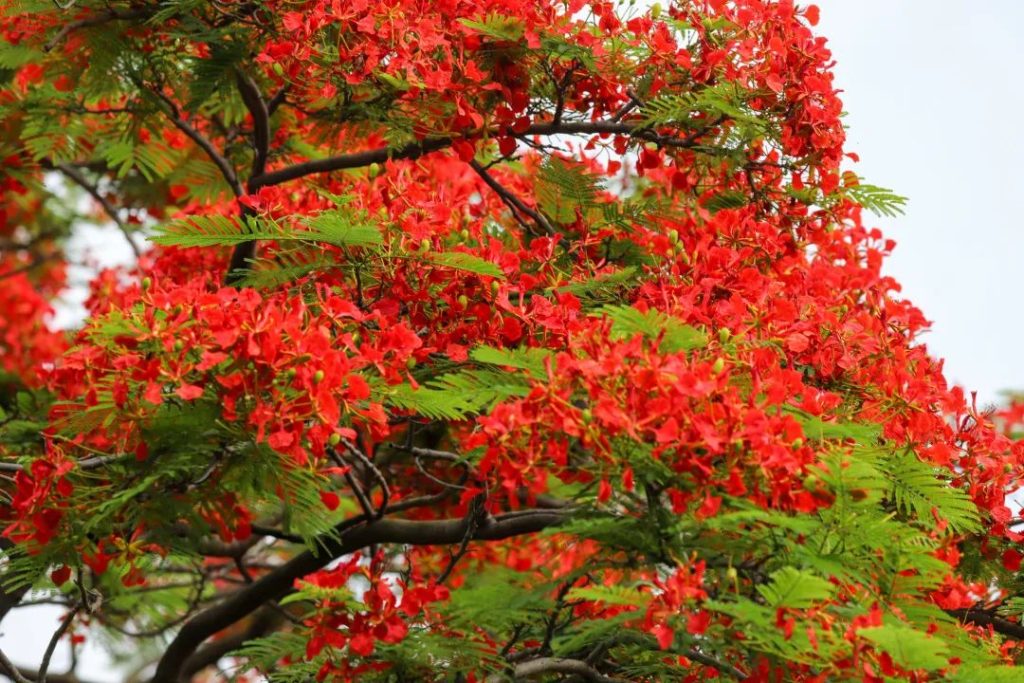 名前 女性 花 – 女性の名前に使われる花の魅力を徹底解説！